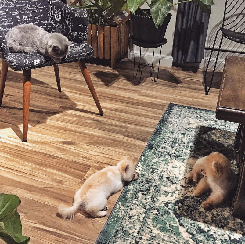 Seekor kucing dan dua anjing peliharaan Rina Nose