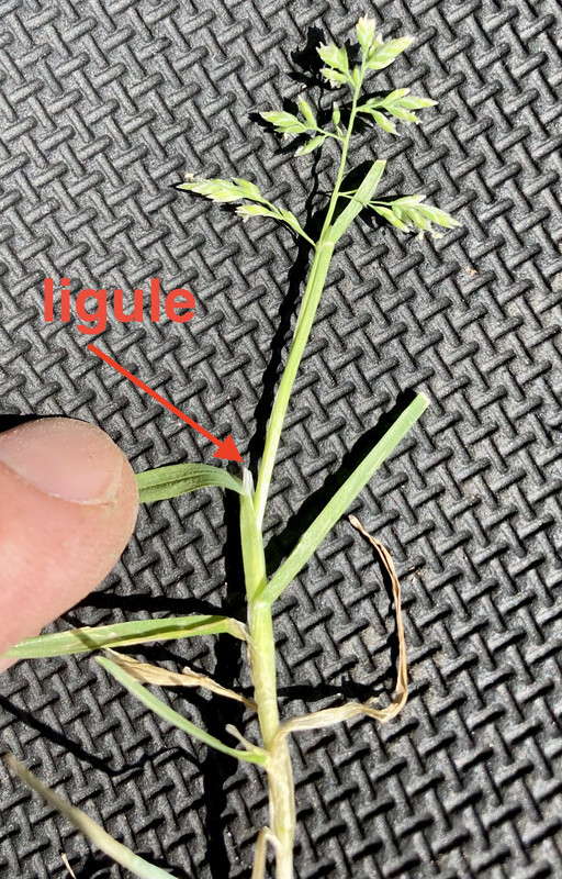 26765E45-3E56-4299-9D18-F3C53C3A39D3_1_201_a