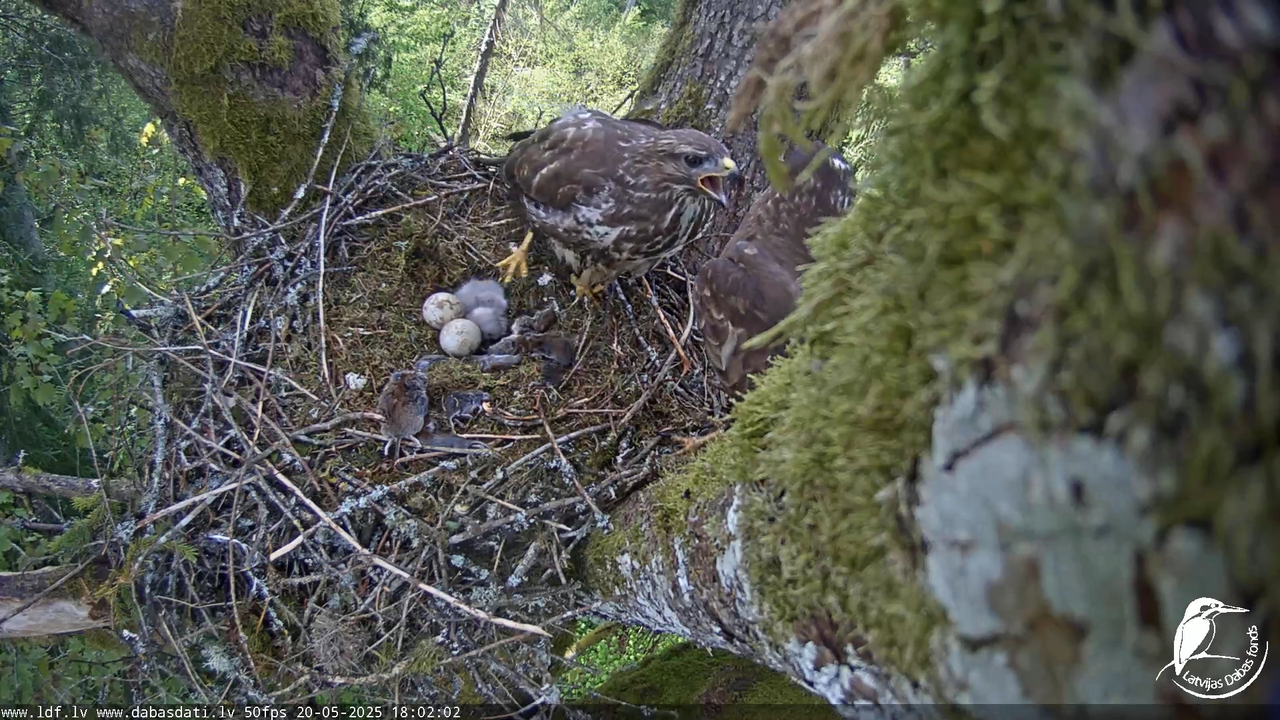 Melnās klijas (Milvus migrans) Kurzemē_ peļu klijāni (Buteo buteo) 13-26-32 screenshot