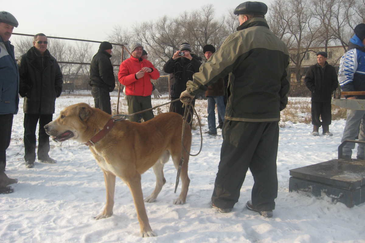 2009.11.21 Вес ТРОЛЬ 65кг 2г5м (1)