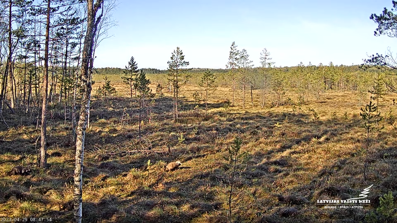 LVM Purvs - Bog 12-41-19 screenshot (1)