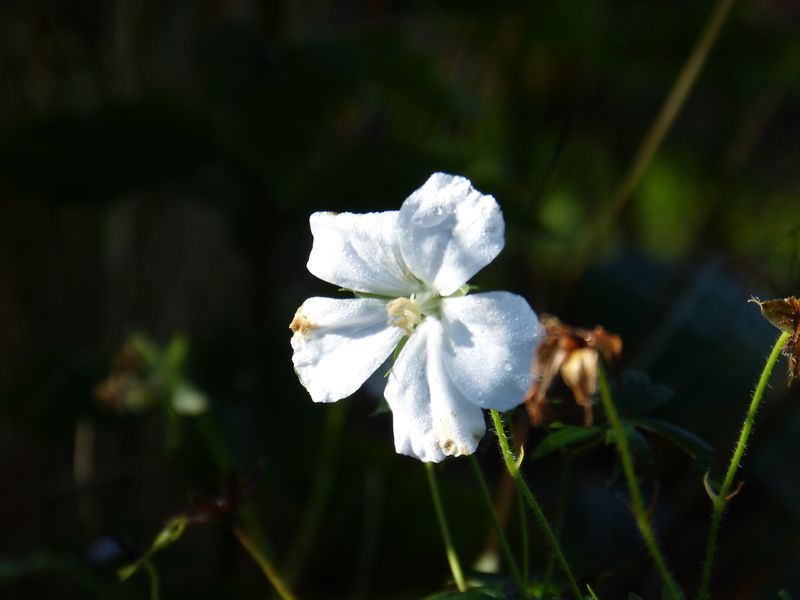 2014-11-01 Novemberblüten 11