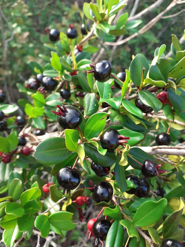 WhatsApp Image 2020-12-20 at 00.10.00 (10)