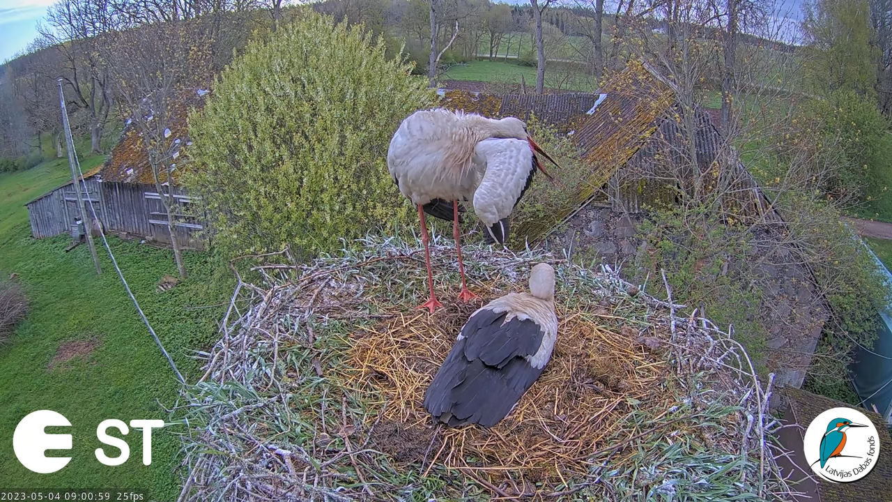 Baltie stārķi (Ciconia ciconia) Tukuma novadā - LDF tiešraide __ White storks in Tukums, Latvia 10-1