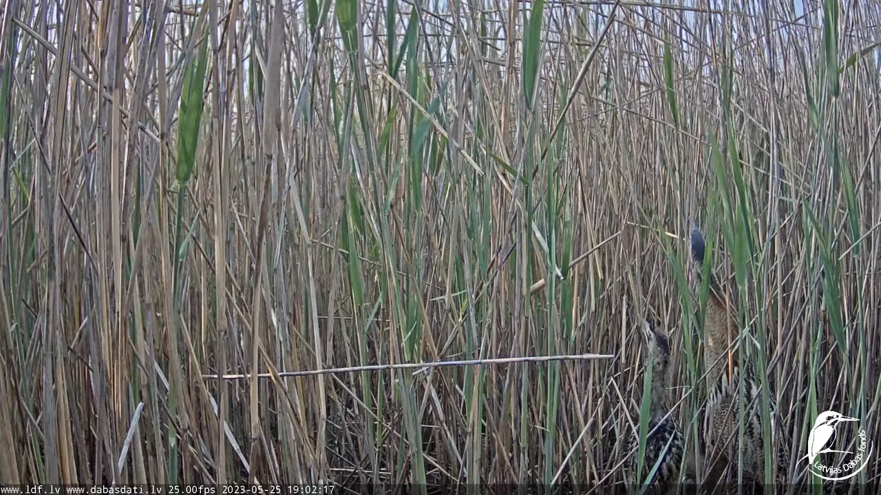 Lielais dumpis (Botaurus stellaris) Engurē - LDF tiešraide 13-58-22 screenshot