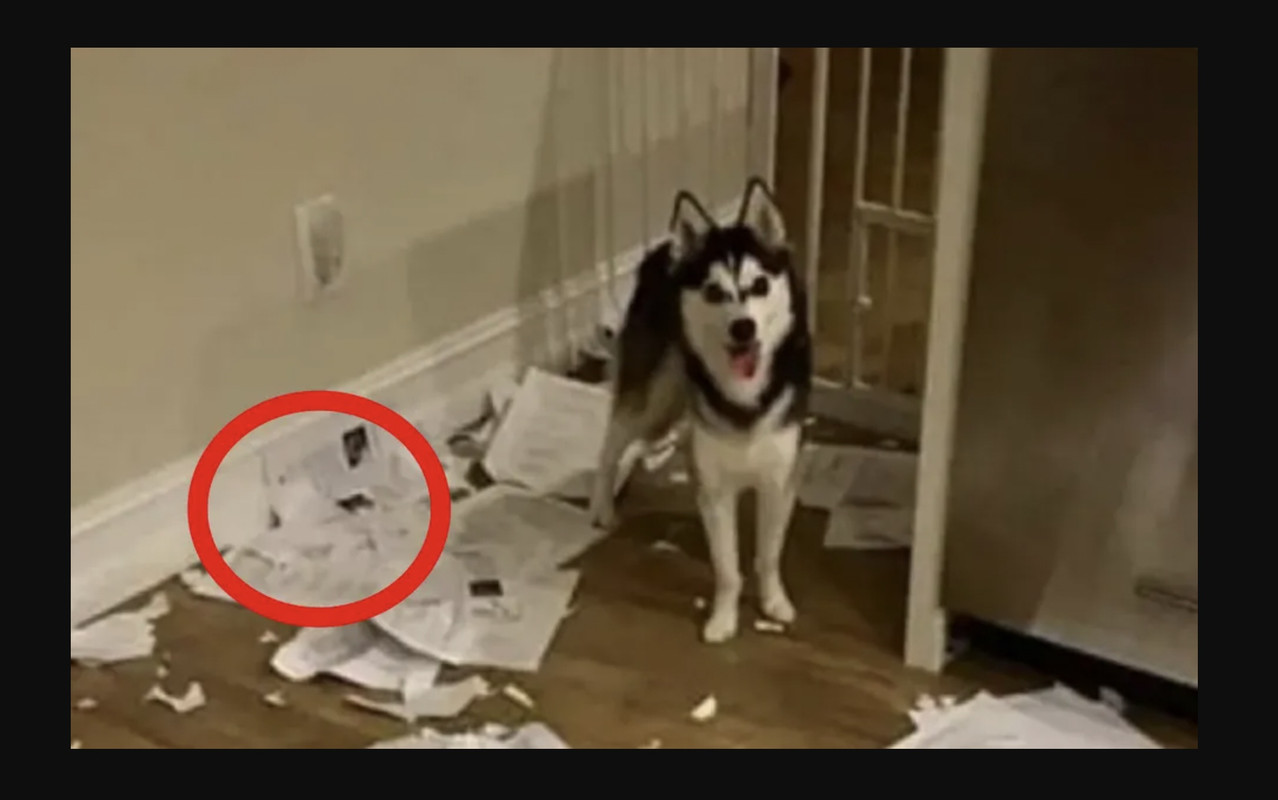 Profesor se hace viral al mostrar que su perro se comió la tarea de sus alumnos