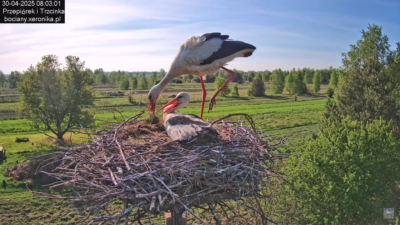 30042025bociany_10