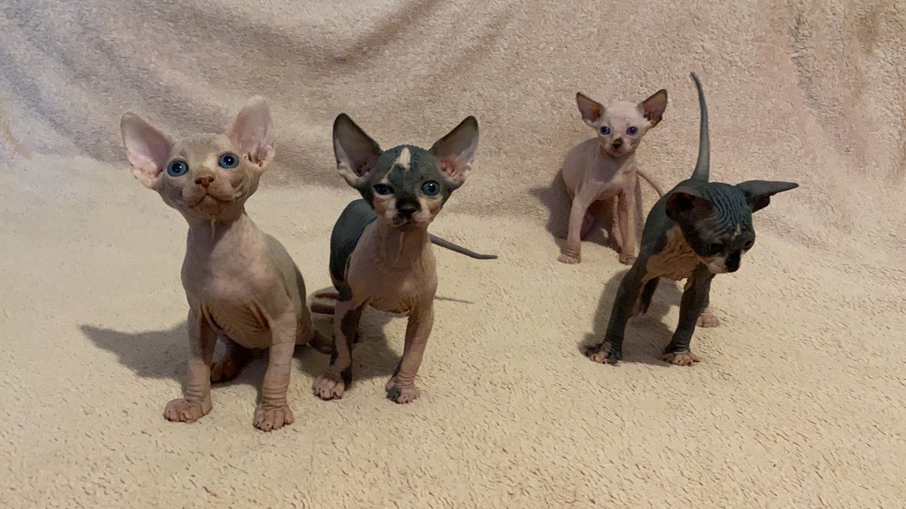 DA935ED0-5685-46E7-8C30-36B1FEA5554C