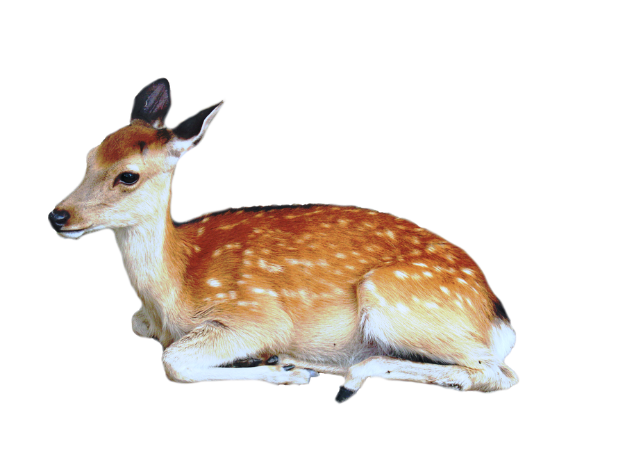 precut_deer_png_by_kayleero_d4he5v0-fullview
