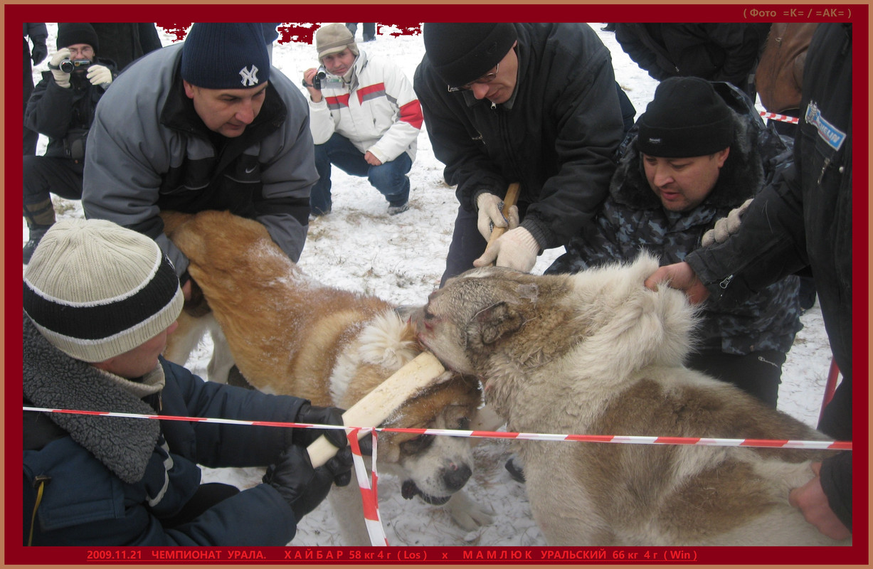 Рамазан 2009.11.21 МАМЛЮК 66кг 4г W х ХАЙБАР 58кг 4г L (11Б)