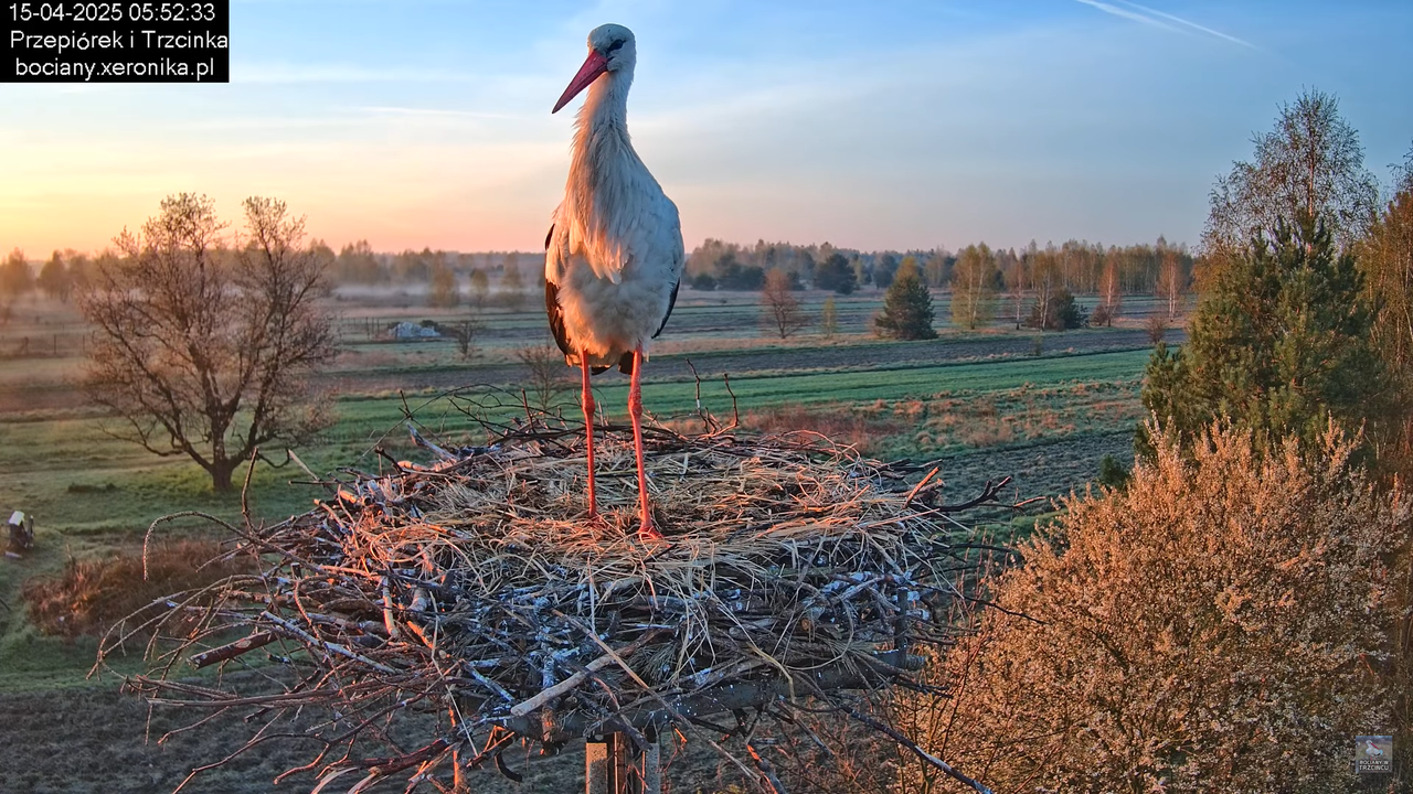 15042025bociany1
