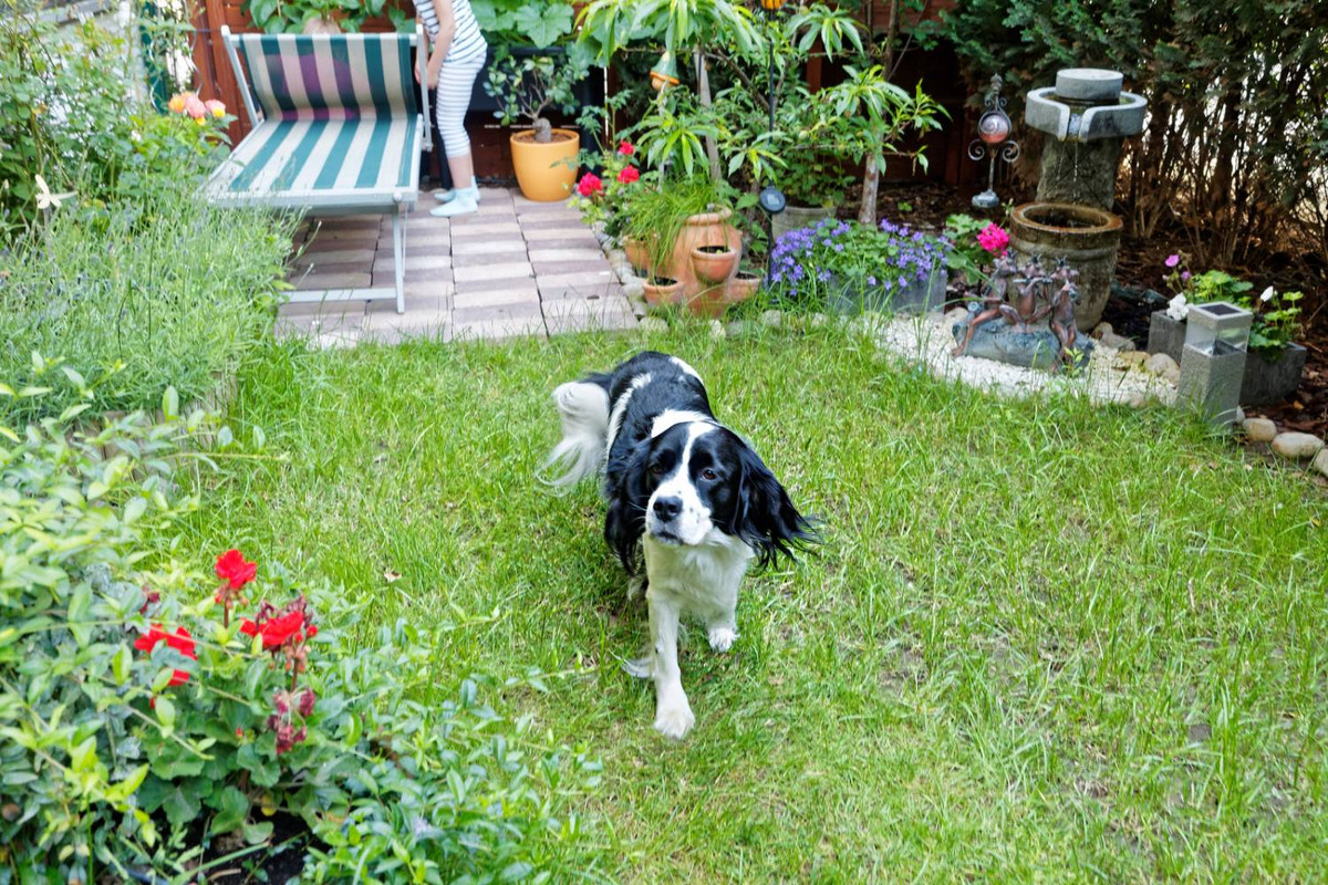 How to Keep Dogs Out of Flower Beds and Gardens?