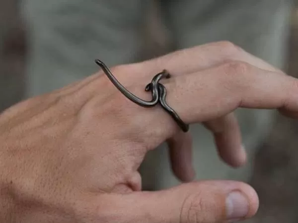 [Image: bizarre-snakes-10794-5-1706460274.webp]