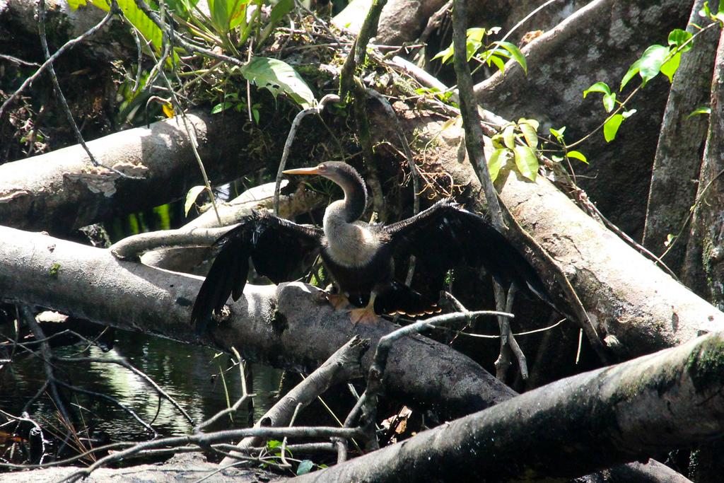 DIA 3: CANALES, COLINAS Y TORTUGAS - DE TORTUGAS Y PEREZOSOS. COSTA RICA 2019 (27)