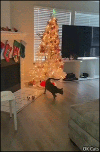 Christmas-Cat-GIF-Instant-Karma-Clumsy-cat-knocked-down-the-Xmas-tree-but-the-tree-took-its-reven.gif