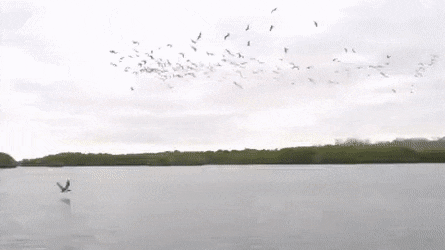daily-gifdump-3393-02.gif