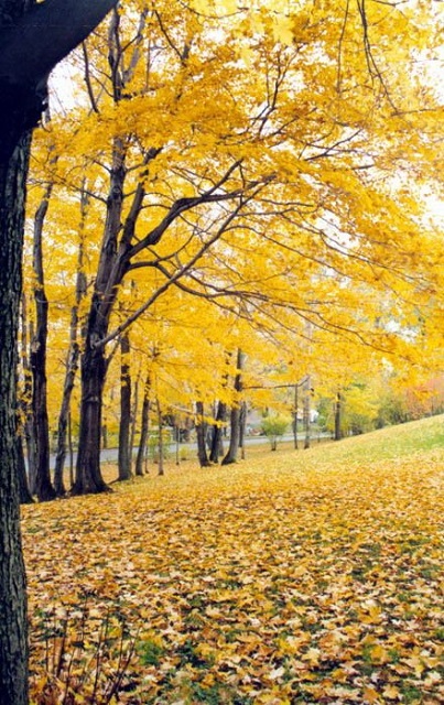 [Image: autumn.jpg]