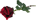 sex