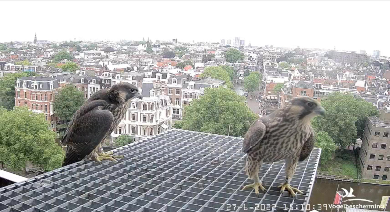 Amsterdam/Rijksmuseum screenshots © Beleef de Lente/Vogelbescherming Nederland - Pagina 33 Video-2022-06-27-151301-Moment-3