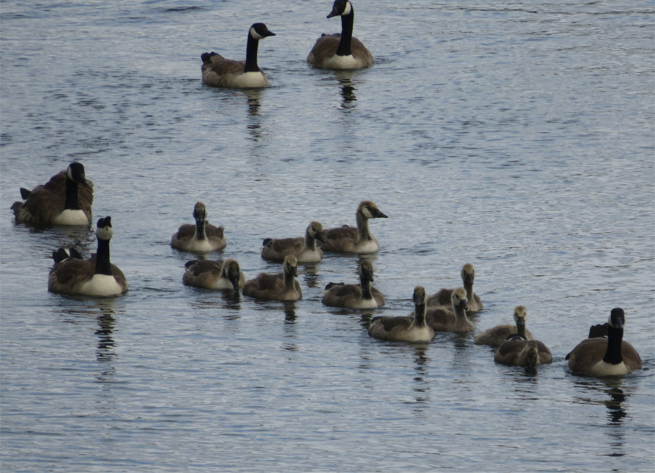 A creche of Canada geese
