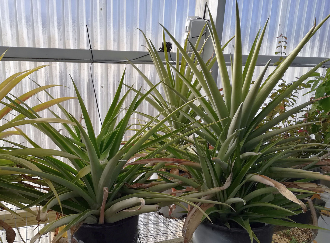 PineapplesJan3#3