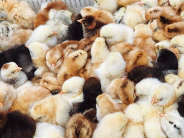Improved Kienyeji chicks for sale — vaccinated and fast-growing