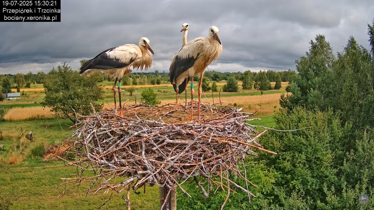 19072025bociany43