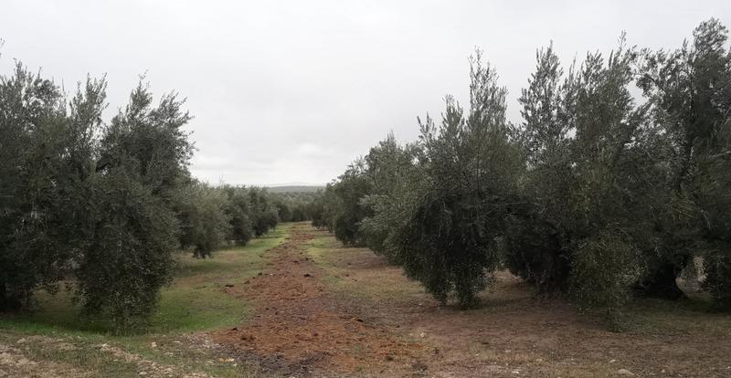 Seguimiento evolutivo finca de secano en Jaén - Página 2 PHOTO-2019-11-03