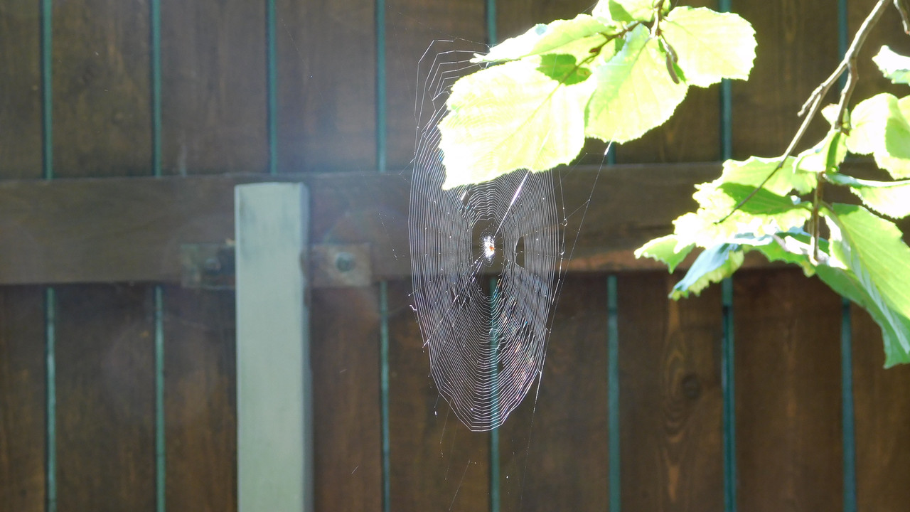 Август дачный кукольный 2023 385