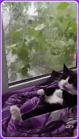 140726-chat-pluie-fenetre