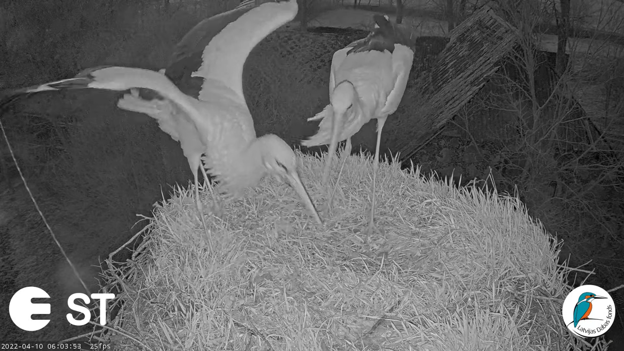 Baltie stārķi (Ciconia ciconia) Tukuma novadā - LDF tiešraide __ White storks in Tukums, Latvia 9-1-
