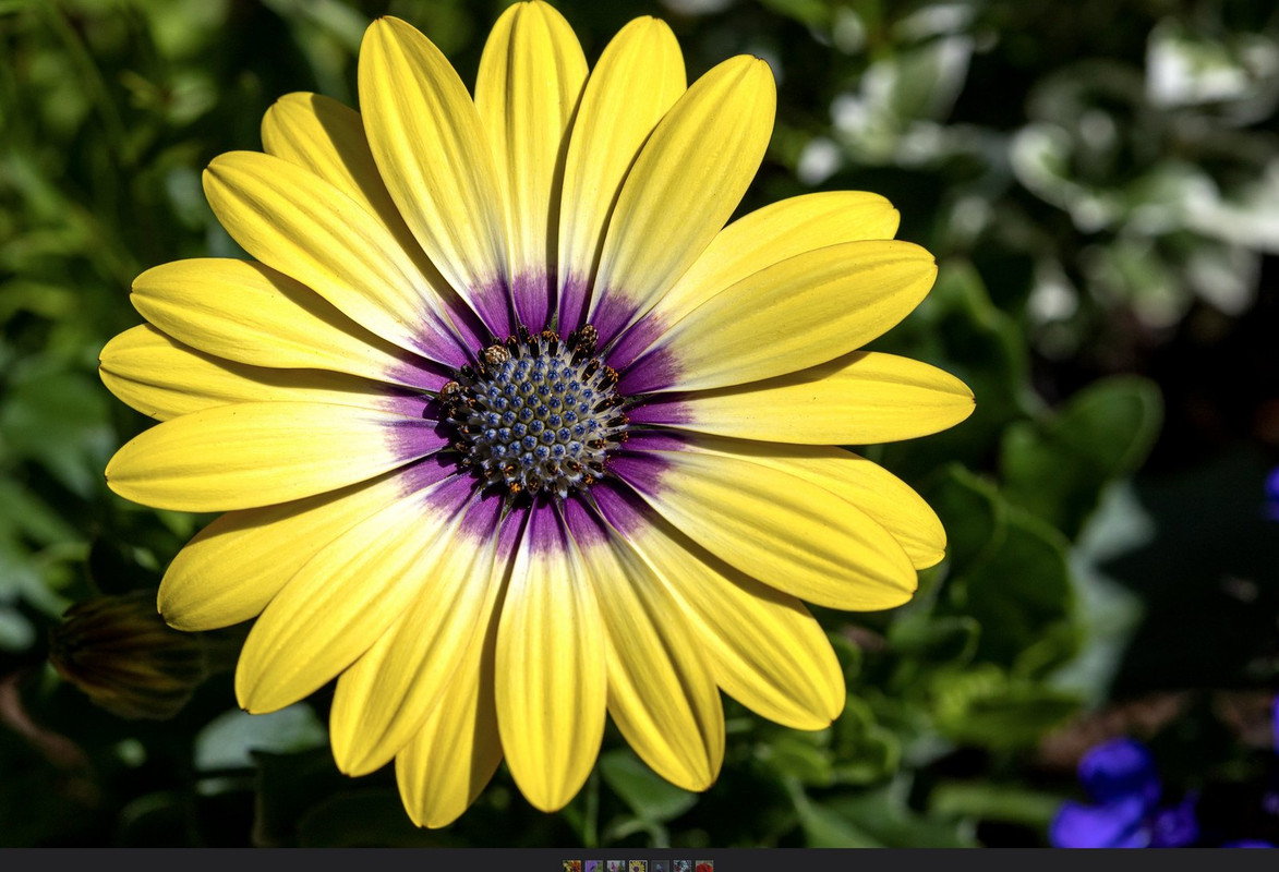 yellow-sunflower.jpg