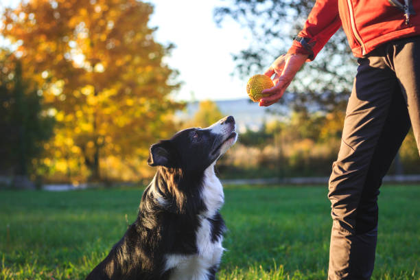 Dog-Trainer-15.jpg