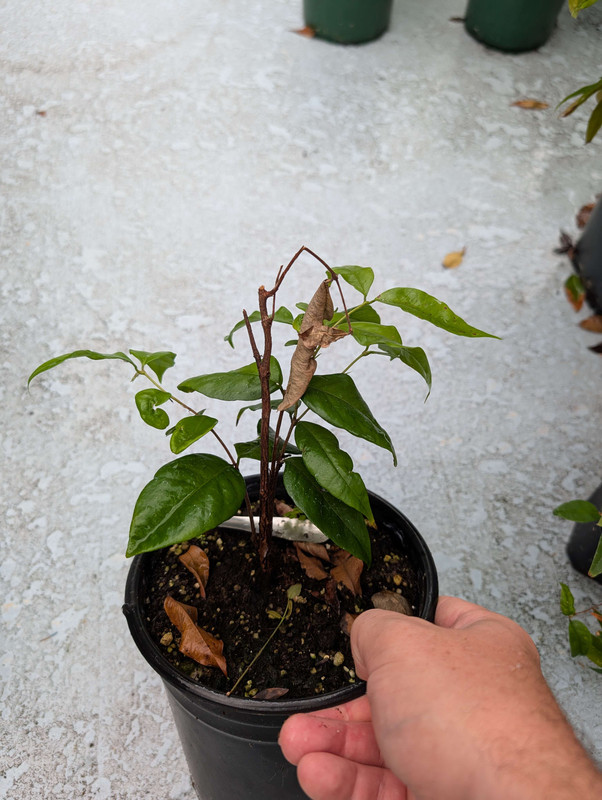 PXL_20250630_160949356