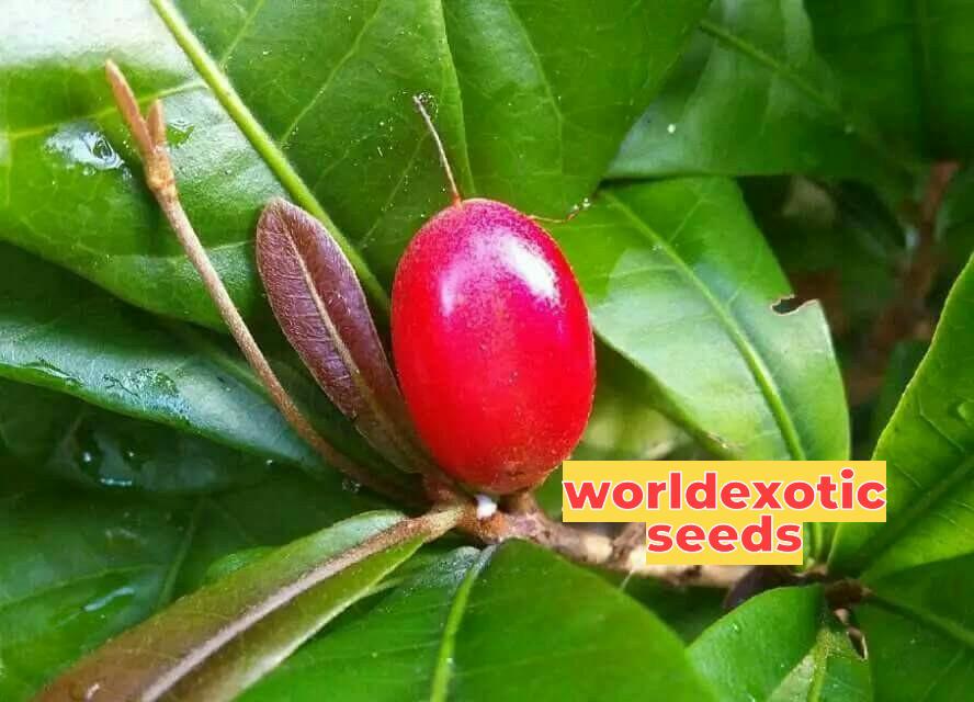 Miracle Fruit(Big) 1