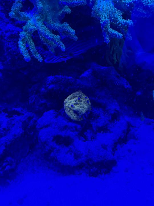 reef 2
