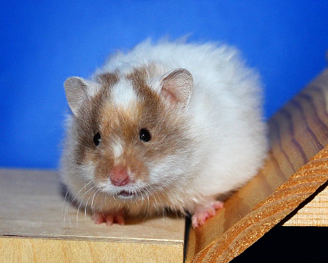 Ядрица 21.04.22-02