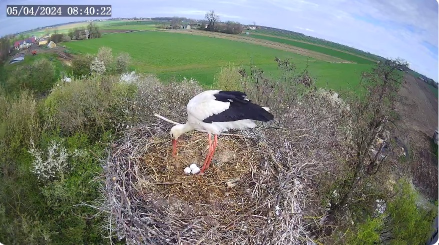 ScreenHunter_518 Apr. 05 09.03