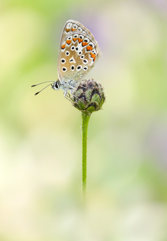 2025-09-13 10-30-08 (A,R4,S2)-2