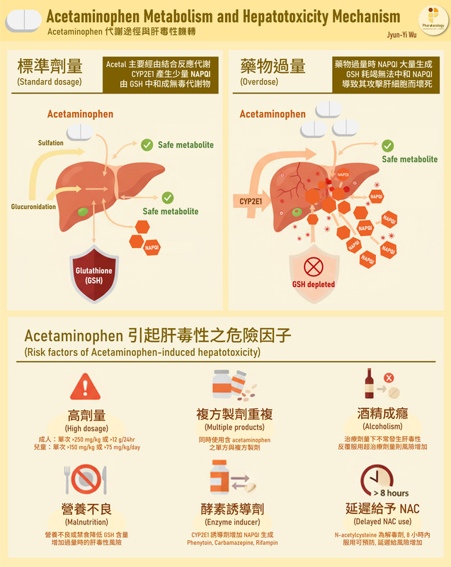 Acetaminophen 代謝途徑與肝毒性機轉