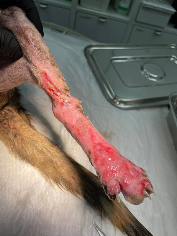 IMG 464114240e8f55fd952f0835dfba2669 V