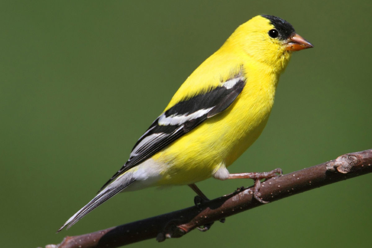 American Goldfinches Eat