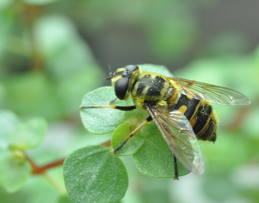 https://i.postimg.cc/fRPCFF11/Syrphidae-Myathropa-florea3.jpg