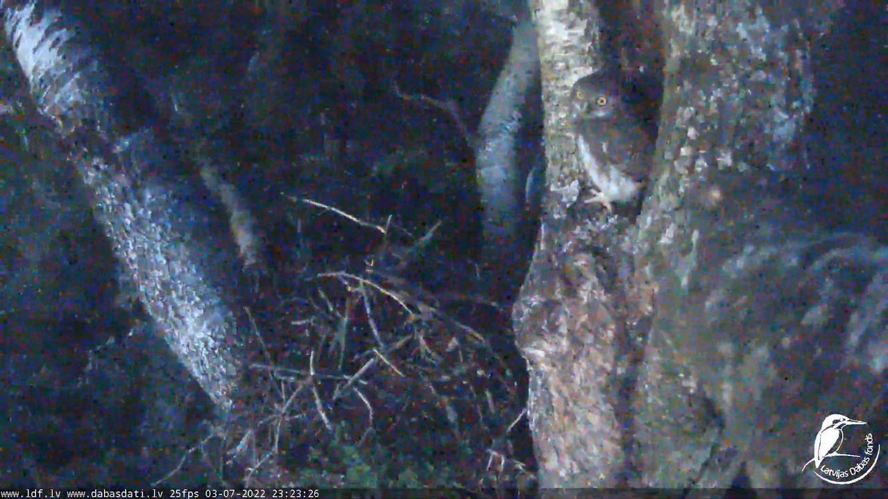 Melnās klijas (Milvus migrans) Kurzemē - LDF tiešraide 12-44-21 screenshot