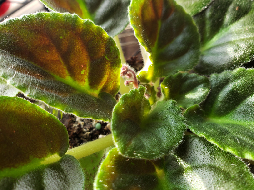 [Image: 20210103-130857.jpg]