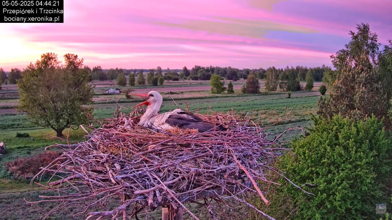 05052025bociany1