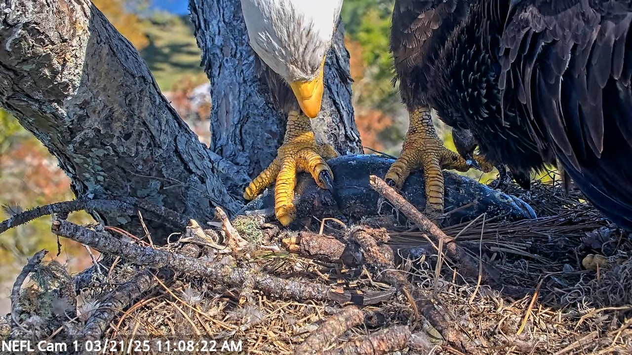 NEFL Cam 1 — tiešraidē Bald Eagle Cam 14-7-15 screenshot