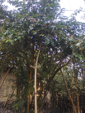 Photo0016