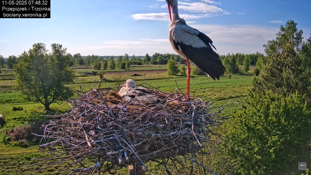 11052025bociany15