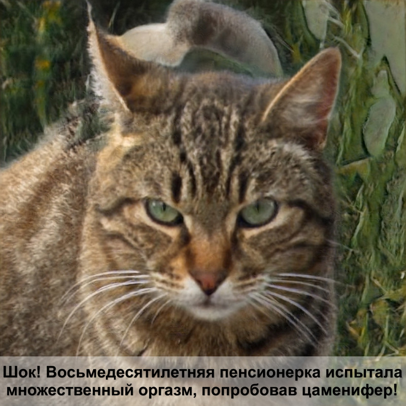 лишай у кота